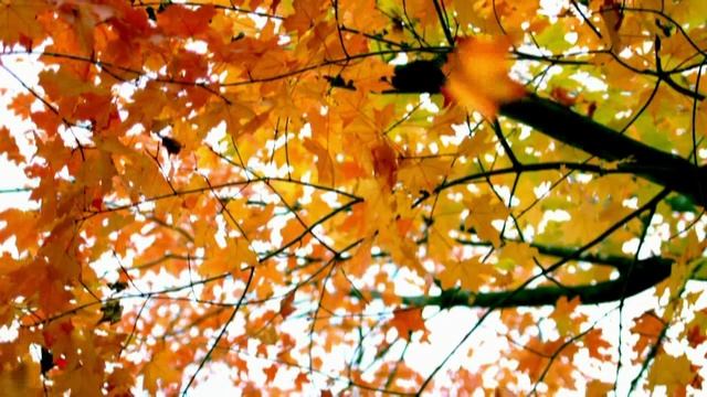 Влюбленным_стихи Любовь Бурнашева
