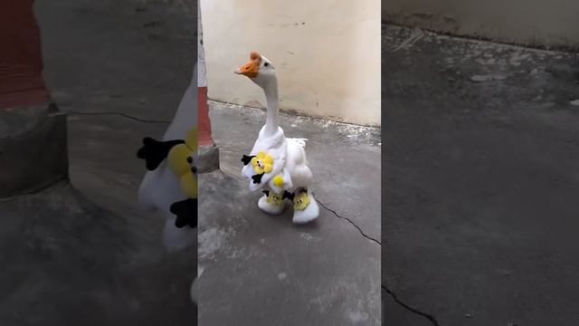 нарядный красавчик