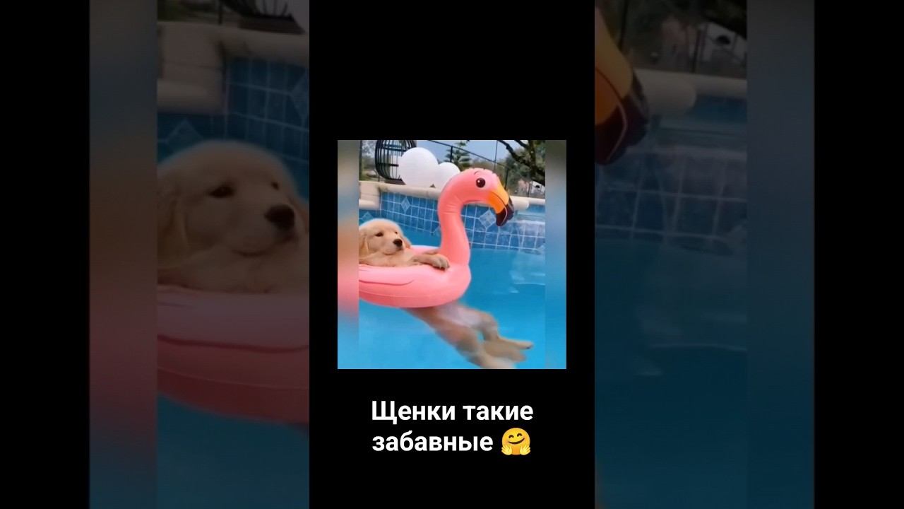 Забавные и милые щенки funny and cute puppies