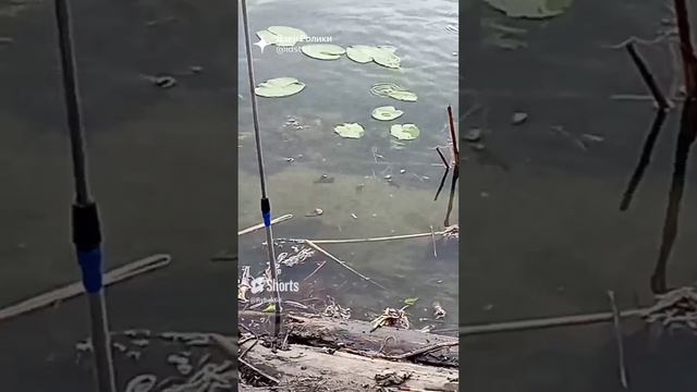 Мальки на солнышке.