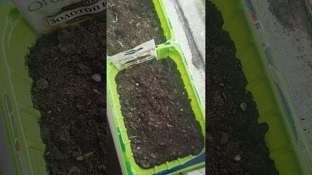 кошка съела перцы😥