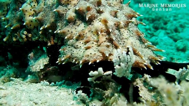 Graeffe's Sea Cucumber (Pearsonothuria graeffei) | Sarangani Bay