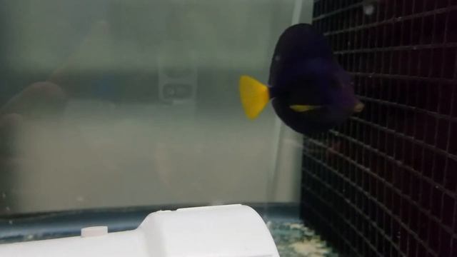 New tangs from Lubbock's newest fish store, Local Fish Store