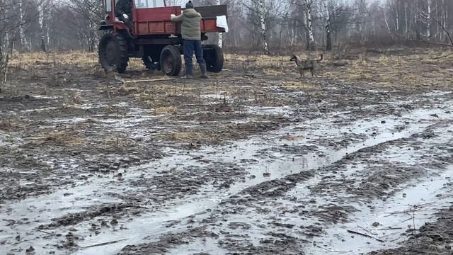 15-01-2025 На кабана