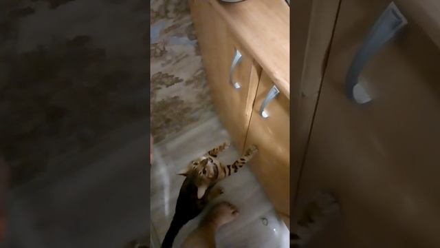 Кот попрошайка