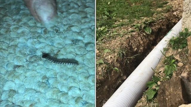 millipede “INVASION” (how to get rid of them)