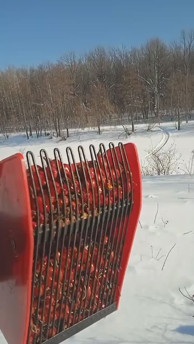 Территория "ДИКИХ ЛЕСОВ" 🌲🌲🌲 Сбор шиповника 🍒🍒🍒 в феврале.