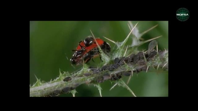 Relación Hormiga, Pulgón y Depredador (Hippodamia convergens)