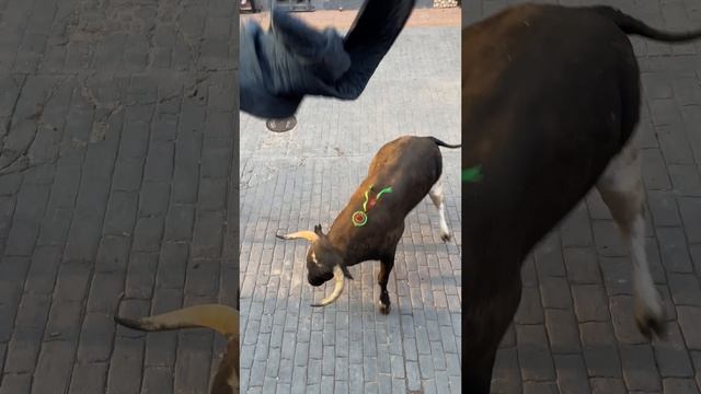 ¡Toro cerril en Useras! (¡Espectacular!) #toros #useres #bull