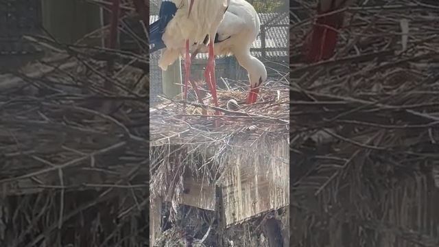 European White Stork baby hatched at Gauntlet Birds of Prey, April 21