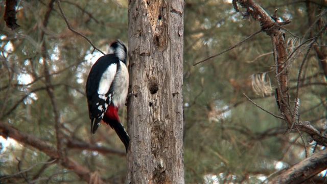 Сегодня в России отмечают день зимующих птиц