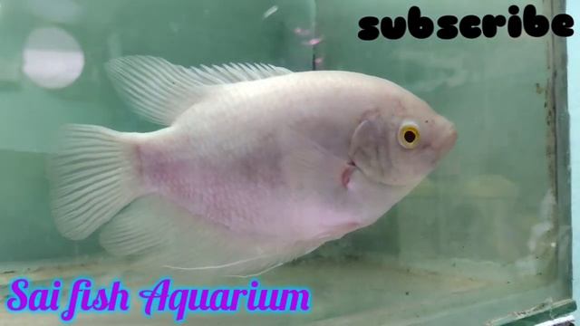 New fish stock | 9/3/23 | Sai fish Aquarium |