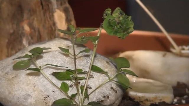 Oecophylla smaragdina melkt Blattläuse