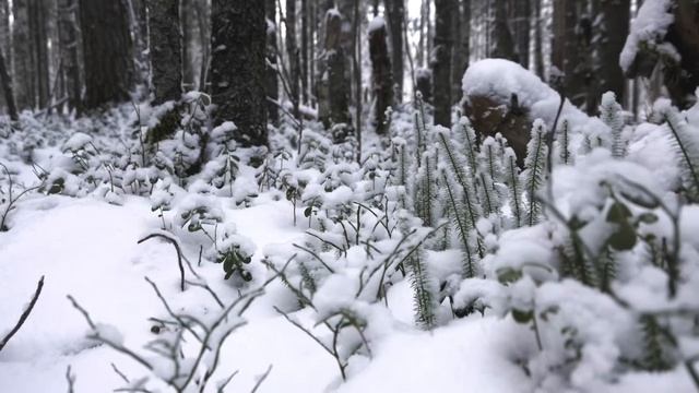 Northern forest