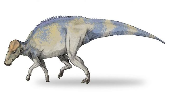 Brachylophosaurus