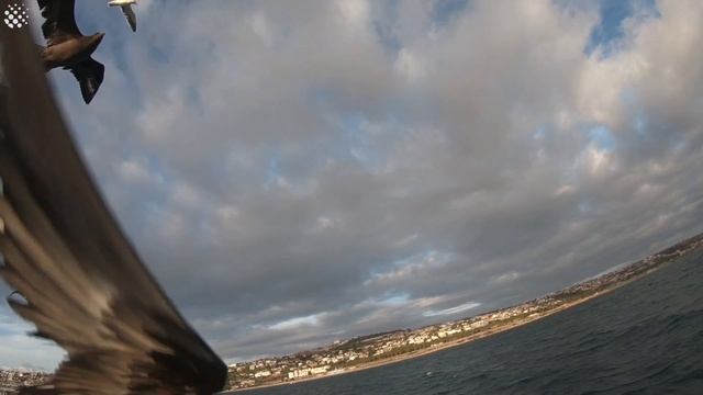 Terrifying Moment Seabird Dive-Bombs Tourist