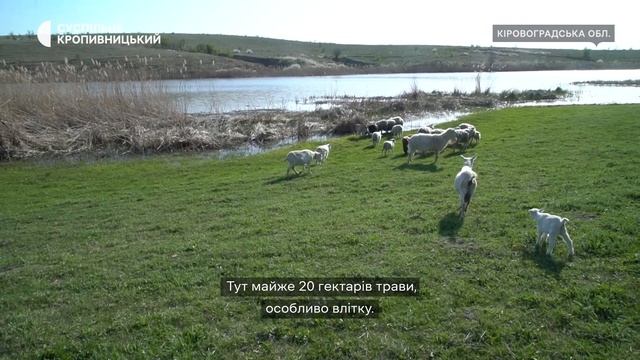 Має 20 наречених і свіжу траву щодня. Баран Бетховен з Кропивницького знайшов нову родину