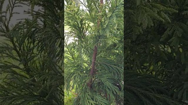 Muda Cryptomeria japonica 2 Metros (Compre pelo site)