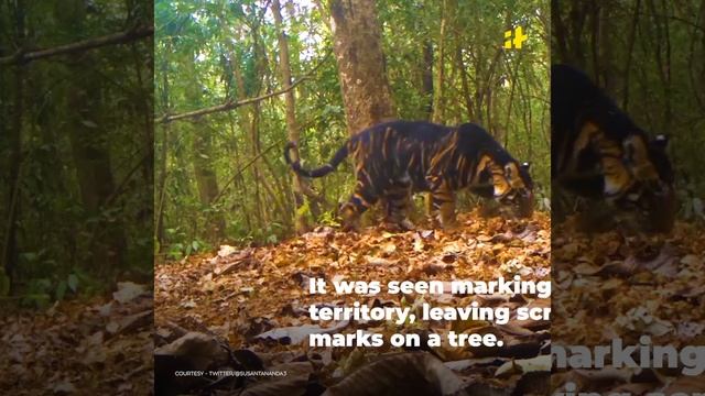 Rare Sighting of a Black Tiger In Odisha