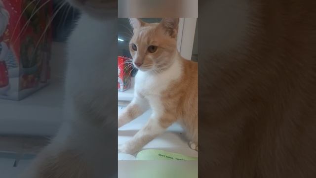 не похоже на то
