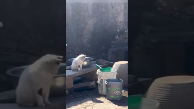 Увлечена 🐱