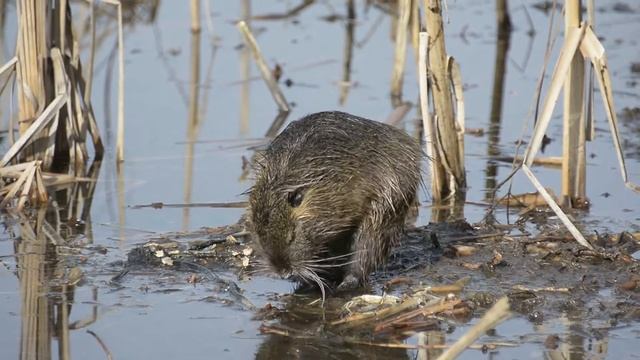 Ragondin (Myocastor coypus)