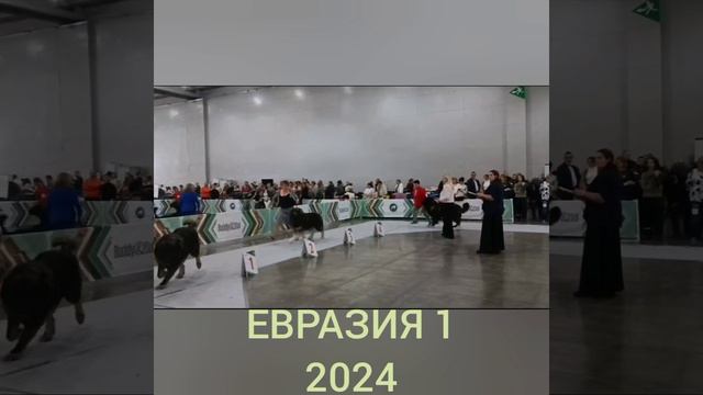 Евразия 1.2024г.Кавказская овчарка.класс чемпионы.Семаргл Бог Ночи Булат 3место