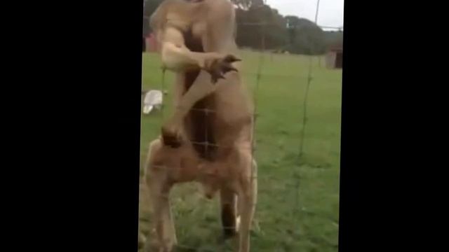 Kangaroo rap (niga)