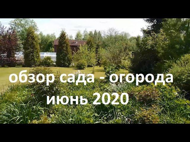 Обзор сада - огорода июнь 2020.