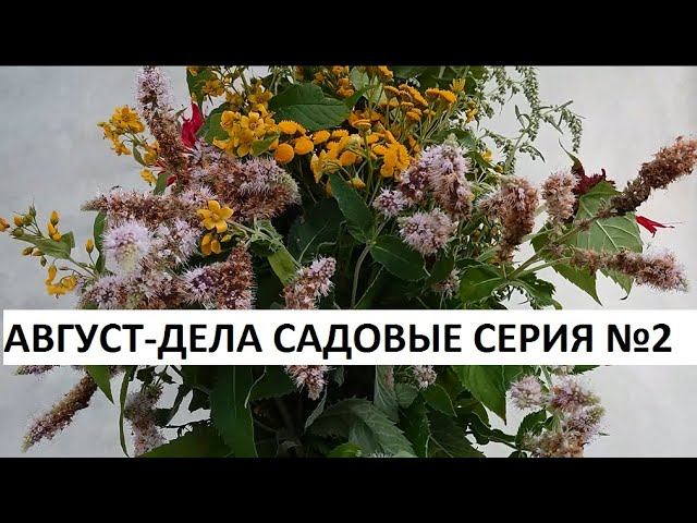 Август - дела садовые  серия №2