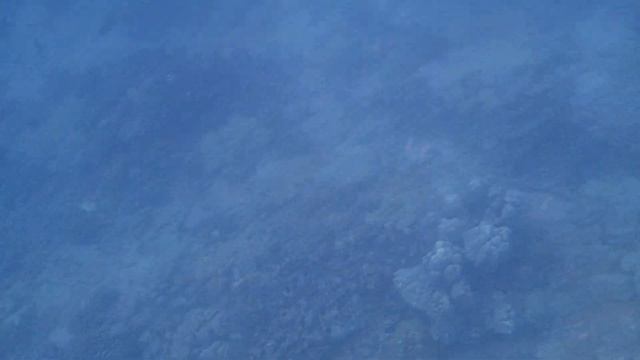 CoralCO2プロジェクト捜索編
