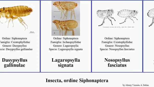 Insecta, ordine Siphonaptera canis felis fasciatus penetrans Ctenocephalides Society signata Pulex