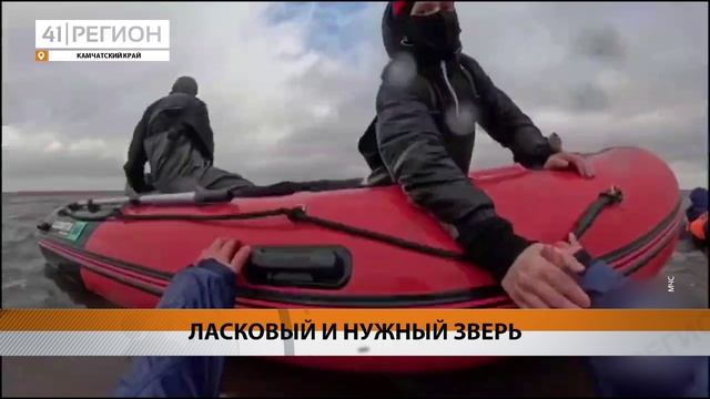 БОЛЬШЕ 70 ЖИТЕЛЕЙ КАМЧАТКИ НОМИНИРОВАЛИ НА ПРЕСТИЖНУЮ ПРЕМИЮ ЗА СПАСЕНИЕ КОСАТОК • НОВОСТИ КАМЧАТКИ