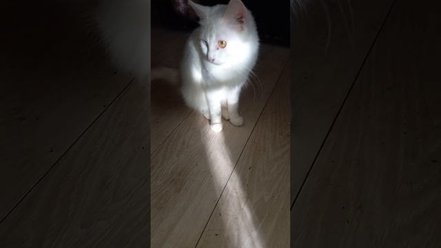 #кошки Солнечная Агаша уселась на солнышке и не собирается уходить