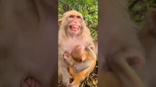 Amazing with monkeys ! #Monkeys , Lovely Little Monkeys and Mom , Monkeys Eating fruit # 33