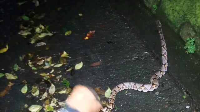 百步蛇 Deinagkistrodon acutus - 百步蛇 Hundred Steps To Yilan 百步到宜蘭