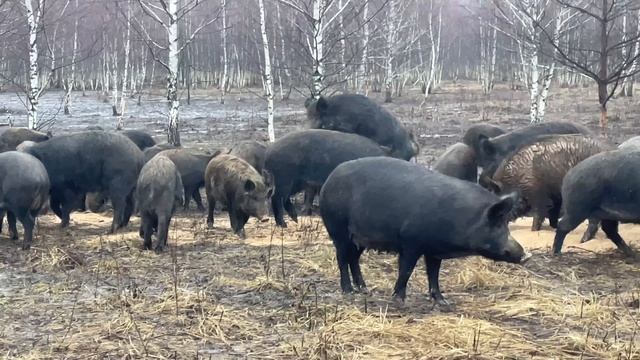 15-01-2025 Вольерная охота