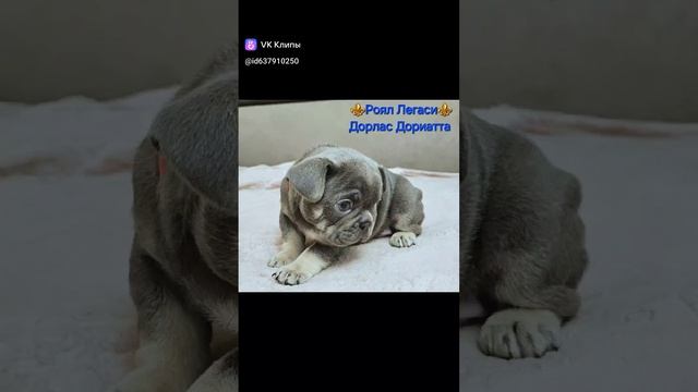 ⚜️Роял Легаси⚜️kennel