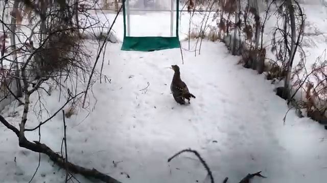Еще не новогодний выпуск