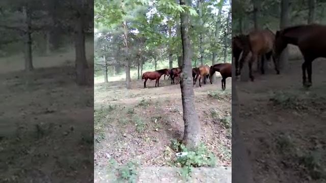 Дикие кони