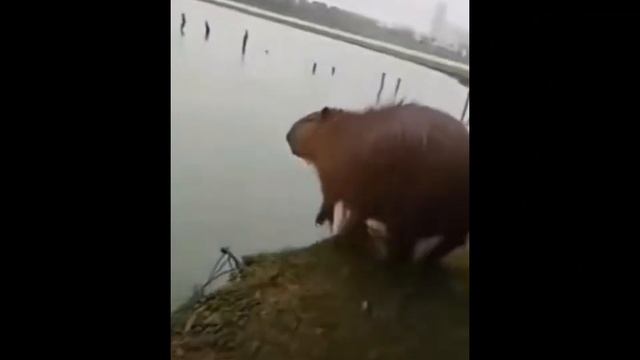 Capybara part 3 -капибара часть 3