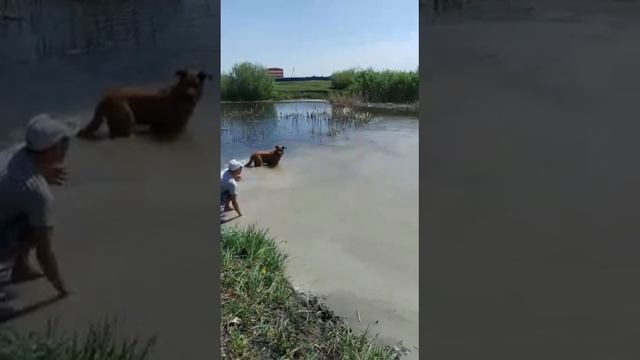 как собаки должны плавать. водные прогулки