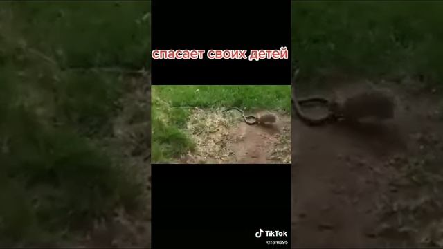 Спасает своих детей от змея