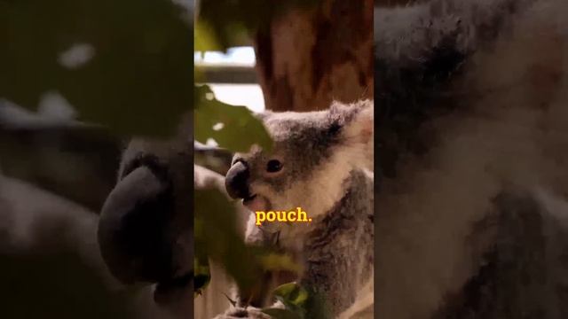Animals you will only find in Australia #animalfacts #australia #nativeanimals #wildlife #continent