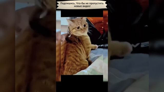 Назойлывый зверек провоцирует кота
