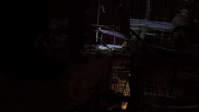 🦅Пир на голубятне обернулся ловушкой для ястреба в Богородском округе в Подмосковье🦅