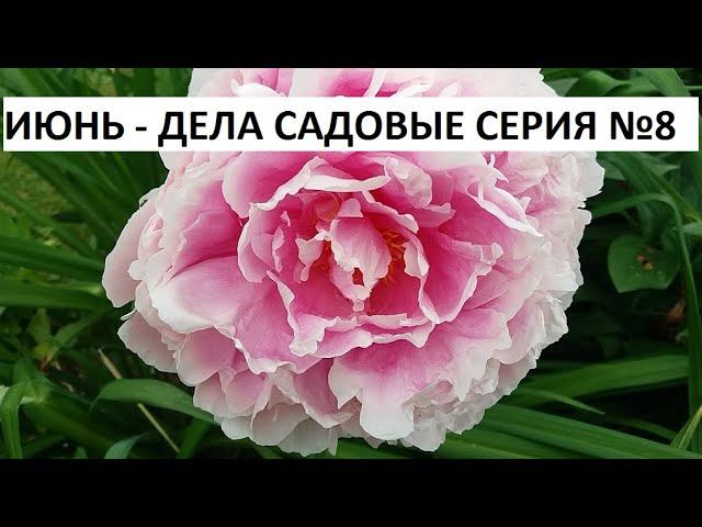 Июнь - дела садовые серия №8