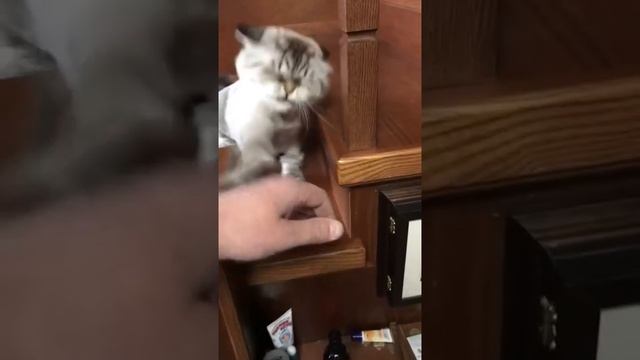 Довели называется 😂