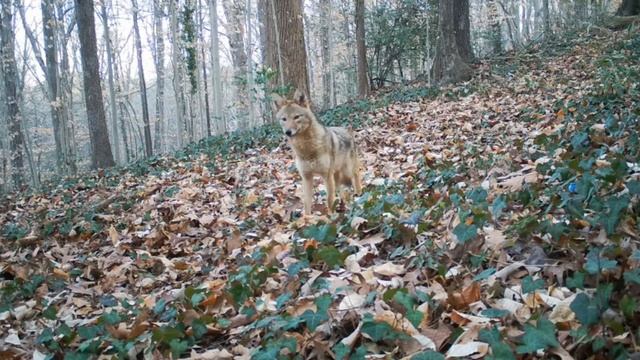 Wildlife Atlanta - Coyote at Sunrise