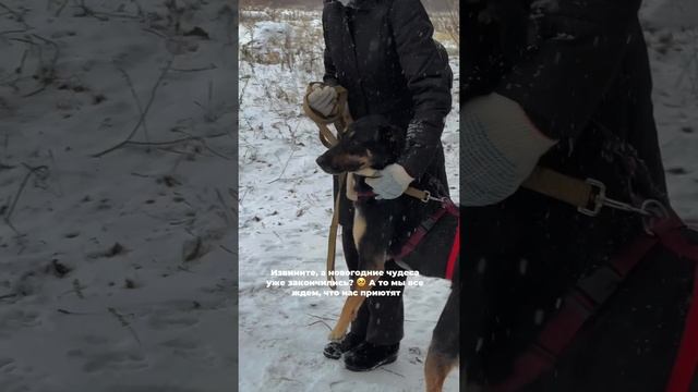 Давайте создавать чудеса не только в Новый год, дарите дом бездомным животным в любой день 🐕